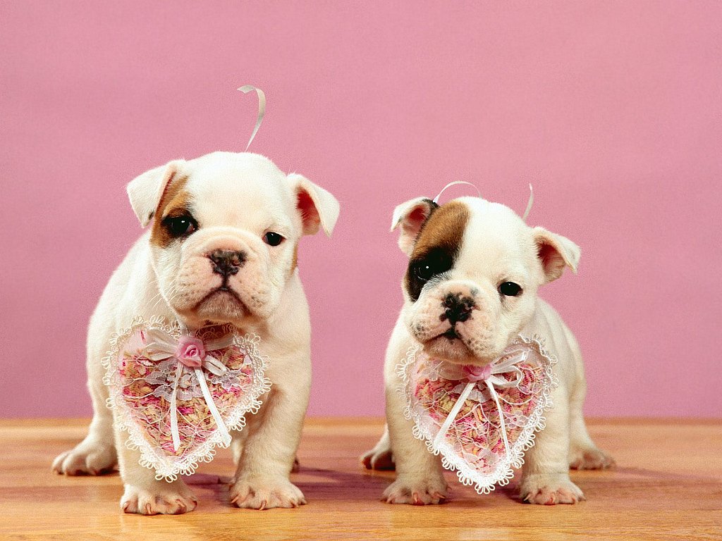 Be Our Valentines_